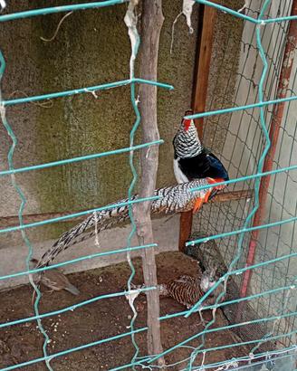 Coppia fagiami reale