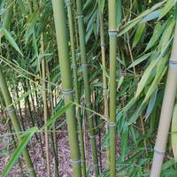 CANNE BAMBOO