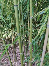 CANNE BAMBOO