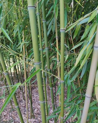 CANNE BAMBOO