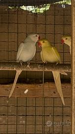 Parrocchetti dal collare