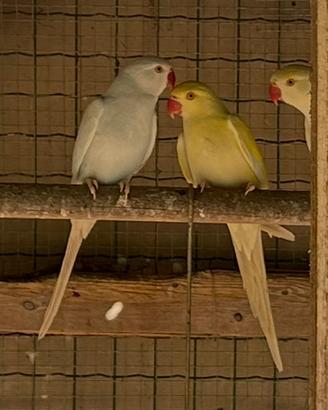 Parrocchetti dal collare