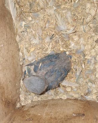 Inseparabile rosincolli blu