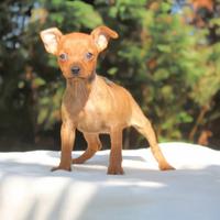 Pincher toy solo femmina ultima