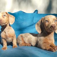 Cuccioli di bassotto isabella
