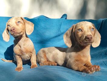 Cuccioli di bassotto isabella