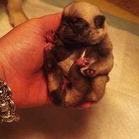 Cuccioli di carlino