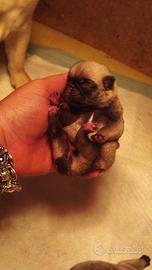 Cuccioli di carlino