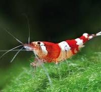 Gamberetto Caridina Crystal Red