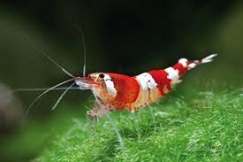 Gamberetto Caridina Crystal Red