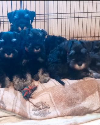 Cuccioli di Schnauzer nano nero argento