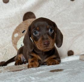 Bassotti tedeschi pedigree enci