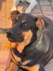 Adozione Cucciolo simil pastore tedesco