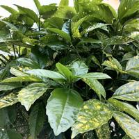 Un po' di verde per la tua casa