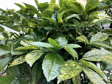 Un po' di verde per la tua casa