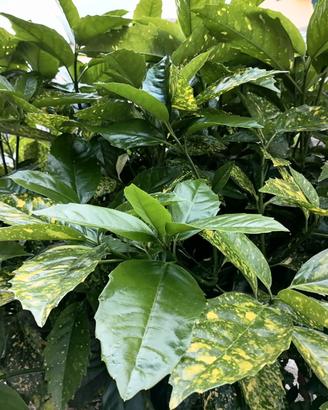 Un po' di verde per la tua casa