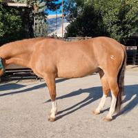 Cavallo criollo 7 anni