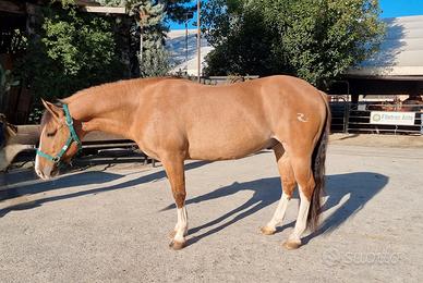 Cavallo criollo 7 anni