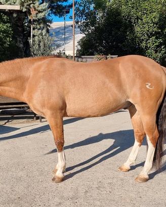 Cavallo criollo 7 anni