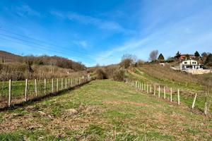 Palestrina: terreno agricolo