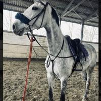 Cavalla grigia oldenburg