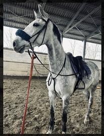 Cavalla grigia oldenburg