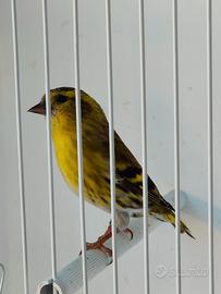 Lucherini nostrani ancestrali