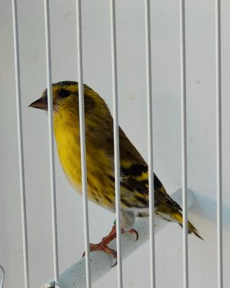 Lucherini nostrani ancestrali