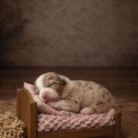 Cucciolo pastore australiano