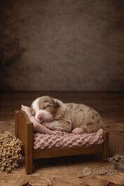 Cucciolo pastore australiano