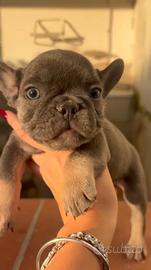 bulldog francese