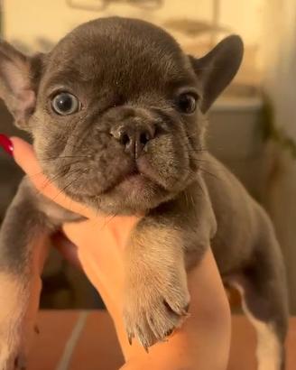 bulldog francese