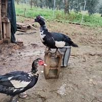 2 coppie di anatre mute