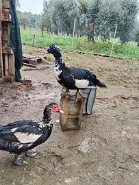 2 coppie di anatre mute