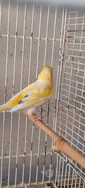 Canari