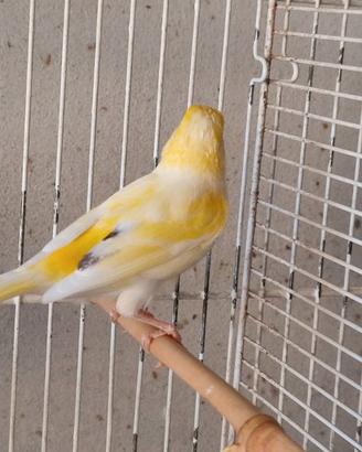 Canari