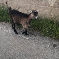 Disponibili capre