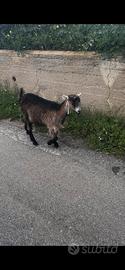 Disponibili capre