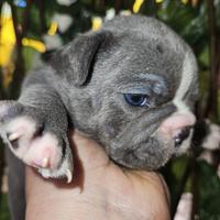Bulldog Francese