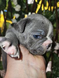 Bulldog Francese