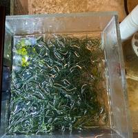 Macroalghe acquario marino