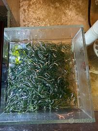 Macroalghe acquario marino