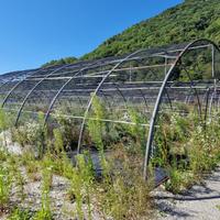 TUNNEL AGRICOLO PER COPERTURE STAGIONALI