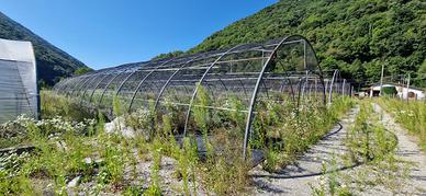 TUNNEL AGRICOLO PER COPERTURE STAGIONALI