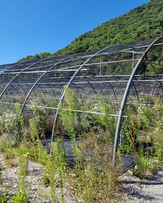 TUNNEL AGRICOLO PER COPERTURE STAGIONALI