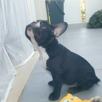 Bulldog francese