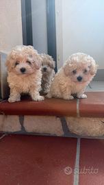 maltipoo mini Toy albicocca 2 femmine 