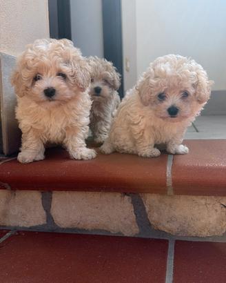 maltipoo mini Toy albicocca 2 femmine 