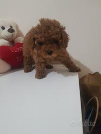 Barboncino red toy