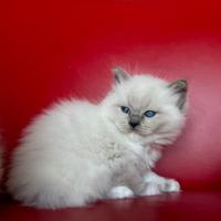 Ragdoll con pedigree disponibili fine Aprile